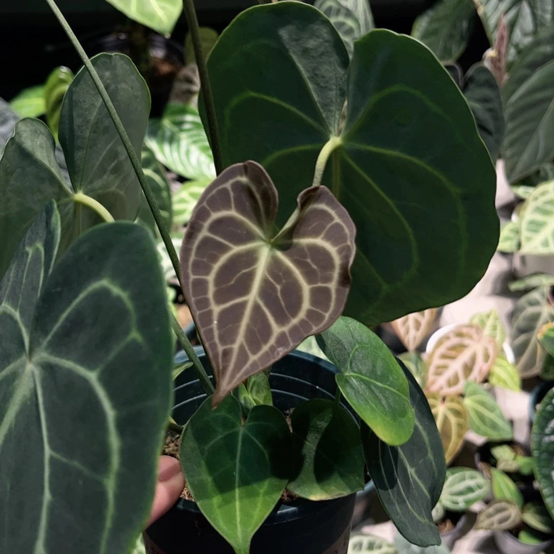 完全开放克莱恩籽播