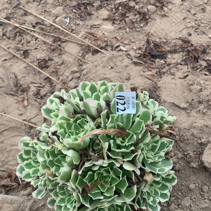 022雨花石绣球东棚