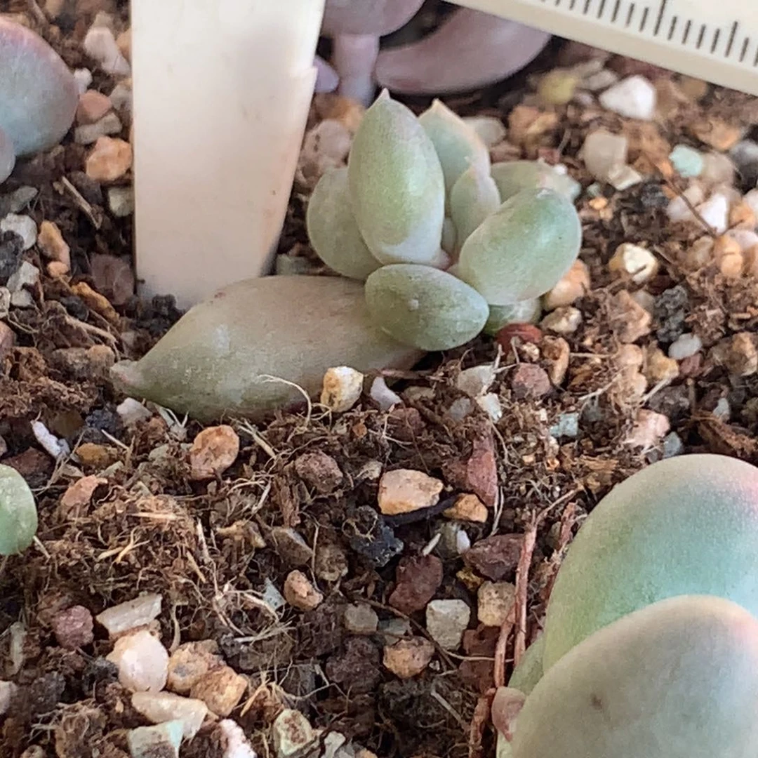 奶油尖尖，不满28发到付发一个叶