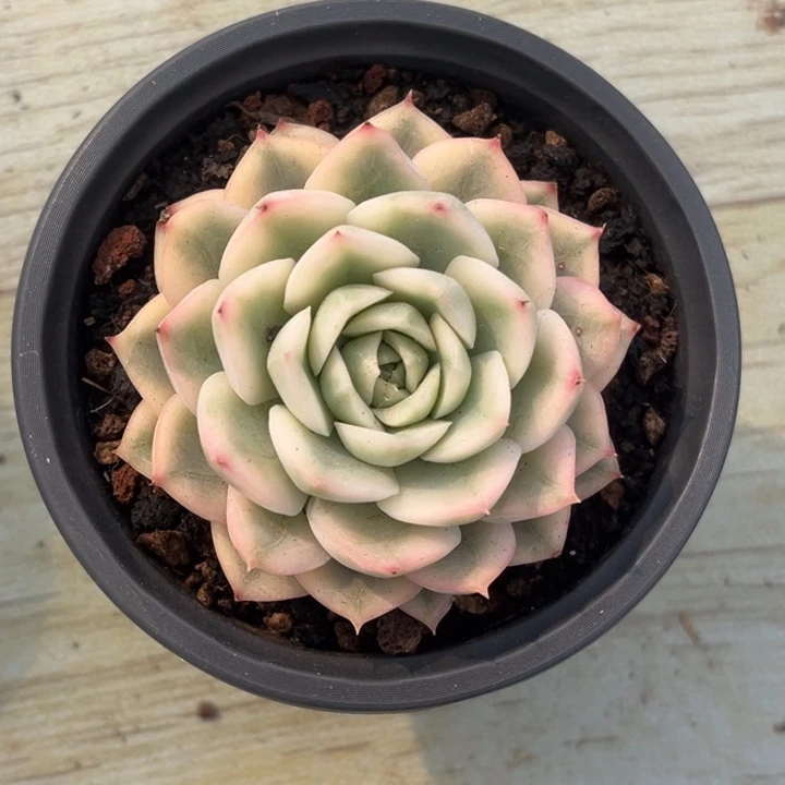 迷**黑月亮仙子锦一颗价格