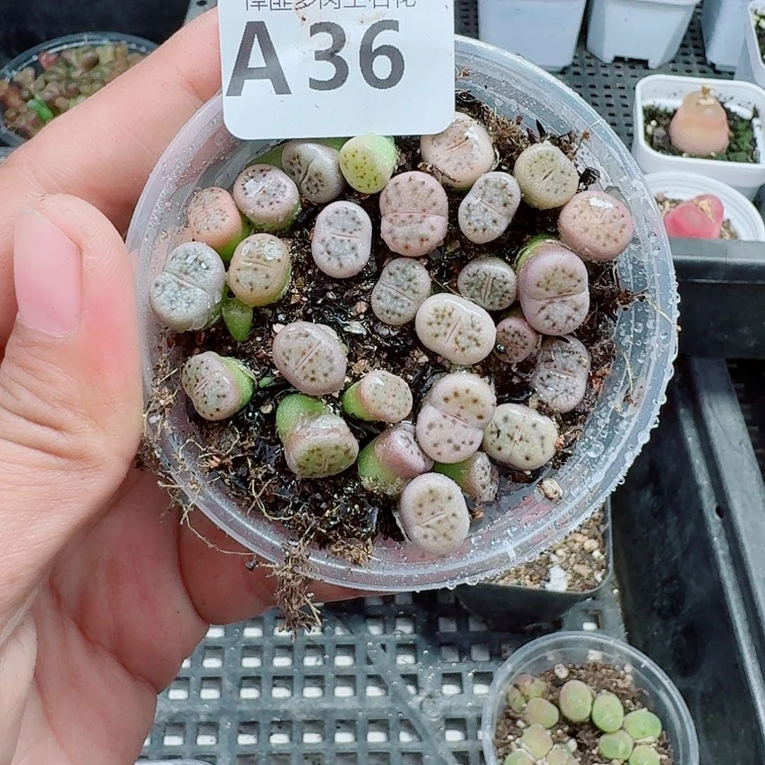 36多肉植物多肉植物