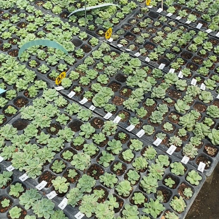 遥遥领先小苗一个多肉量拍