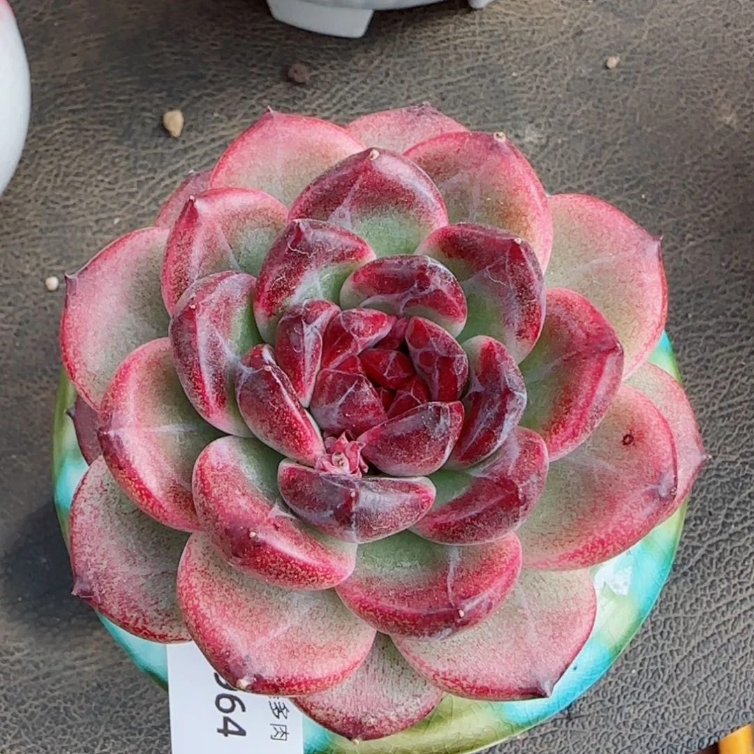 紫心，8964多肉植物