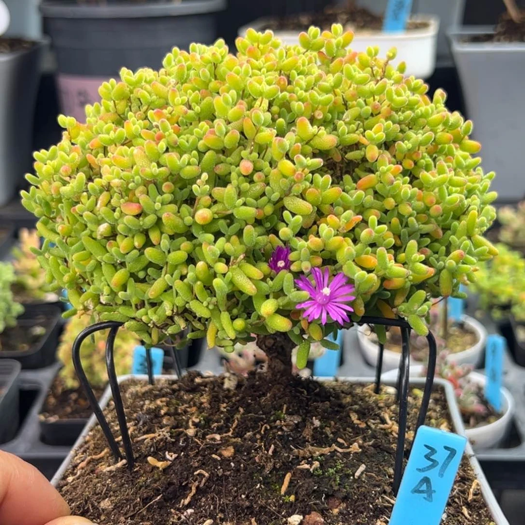 蜜橘糖球双叉蘑菇头37号