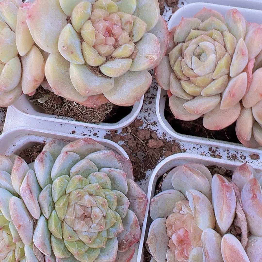 双头冰魄糖心2盆尽量不同