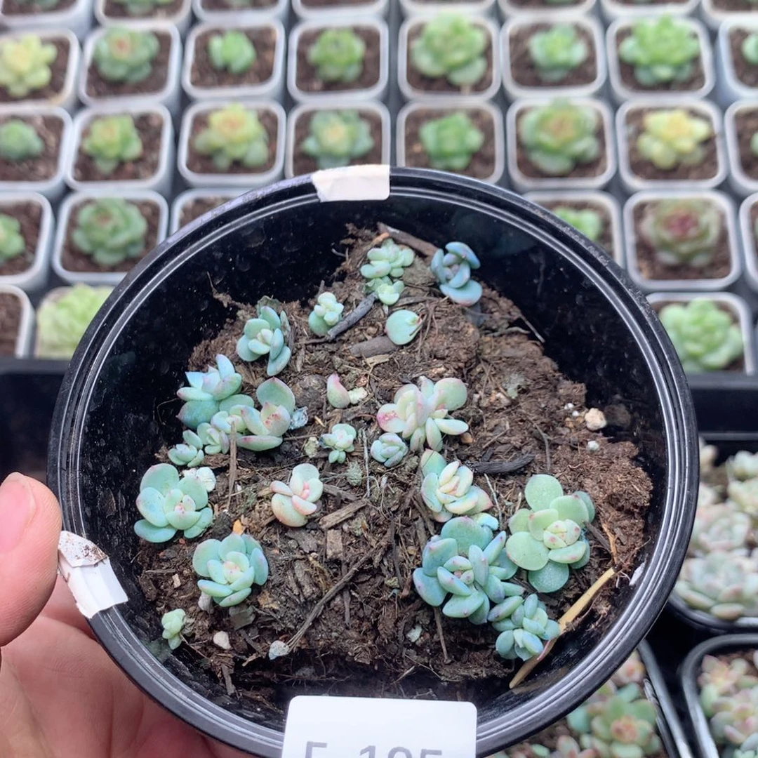 无花朵F195英语英语