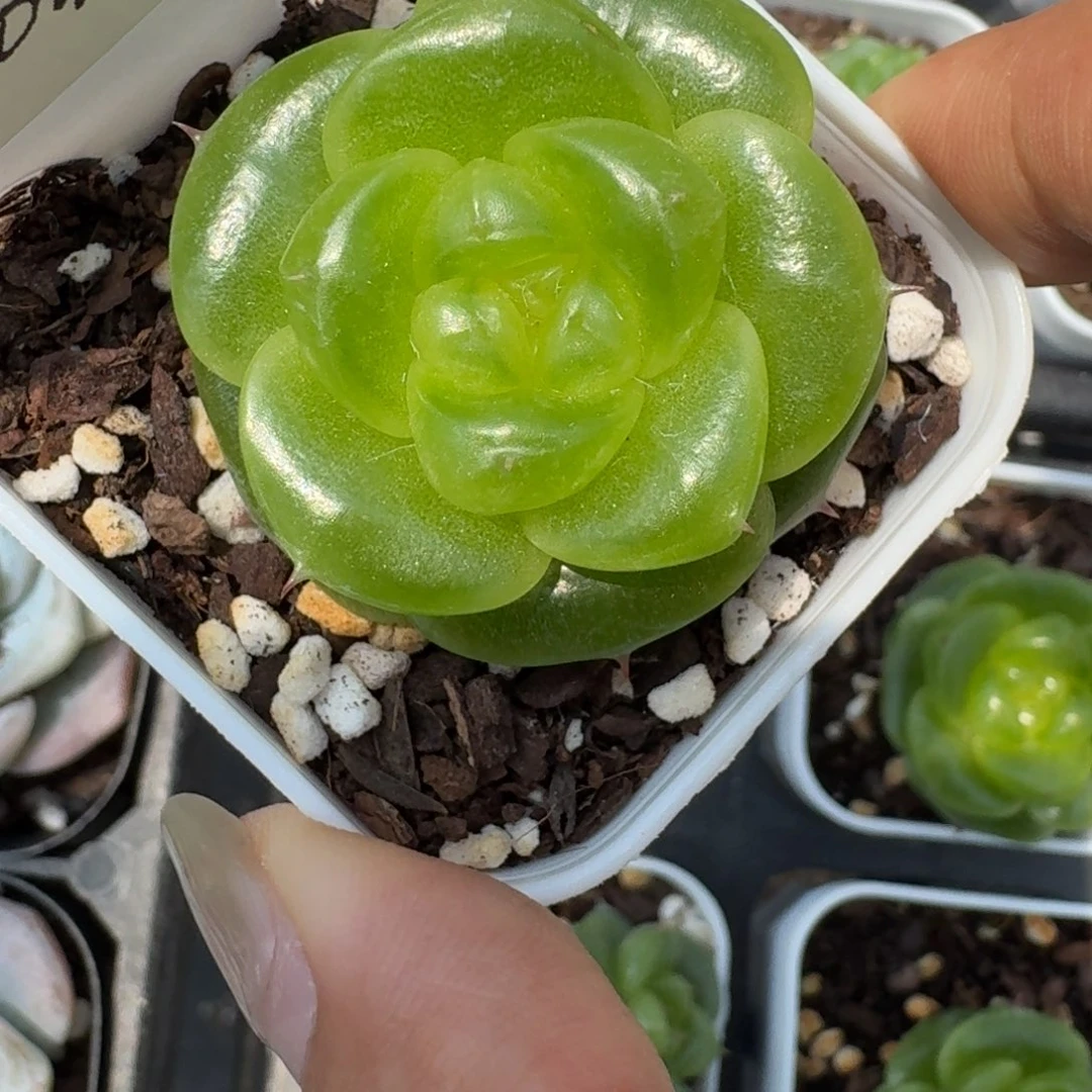 0729-01-宝拉珍妮