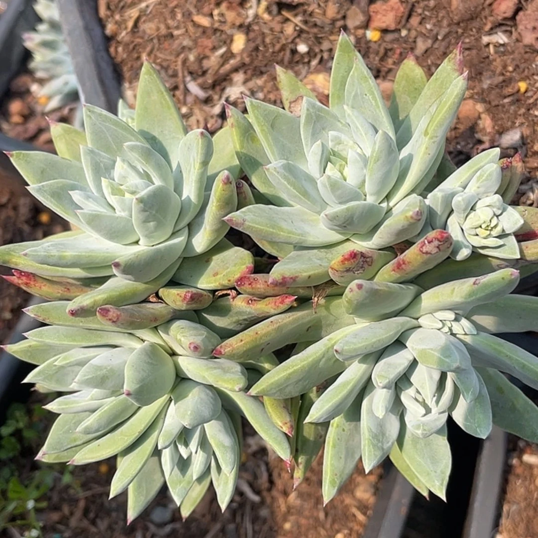 【闪购商品】M***o瑕疵特价