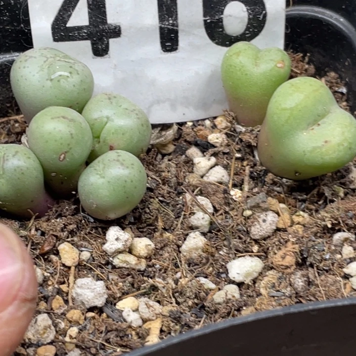 完全开放416猴杂群怪