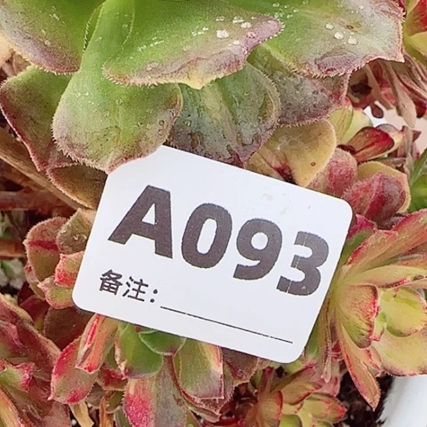 【闪购商品】多**城12445678