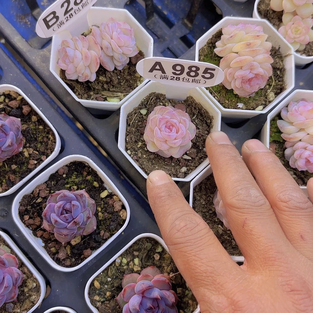 火*鸟A985糖心一物一拍