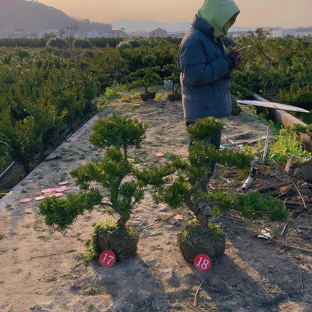 u****0罗汉松盆景艺术