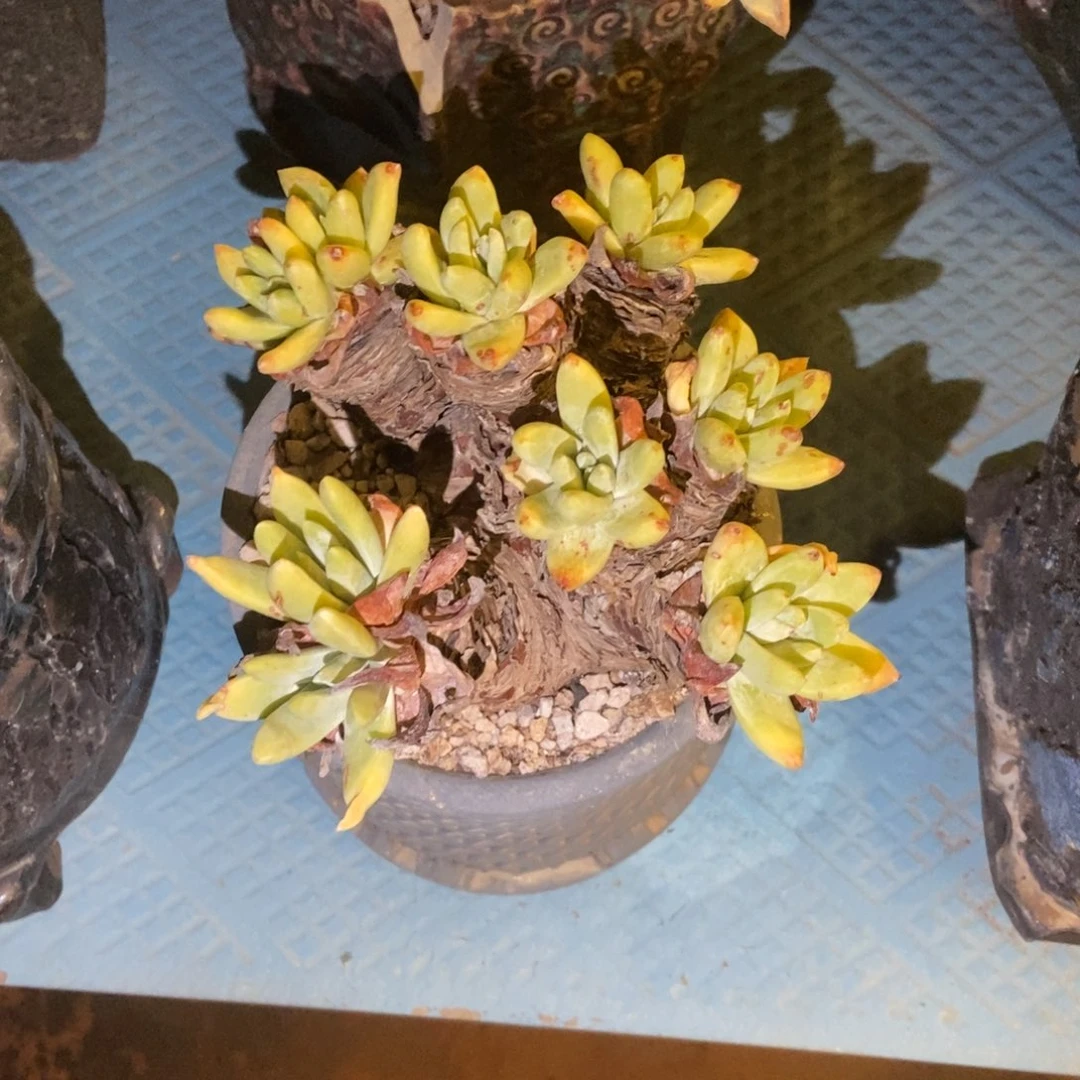 法姆多肉植物啦啦啦