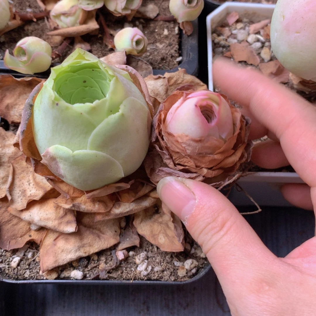 一物一拍星辰福利组合福利522