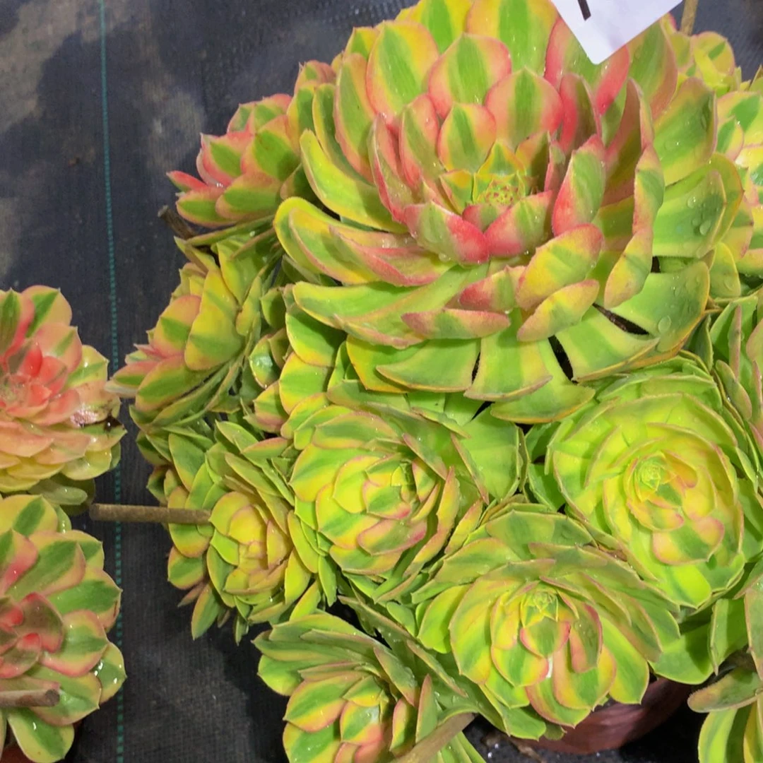 唐***法师多肉植物780雨何