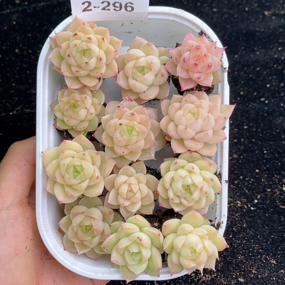 2-296新疆西藏内蒙不发其他一单包邮两到三公分多肉