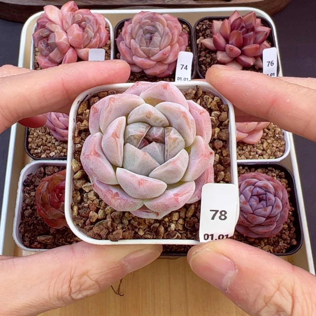 好好看78、哈哈哈哈