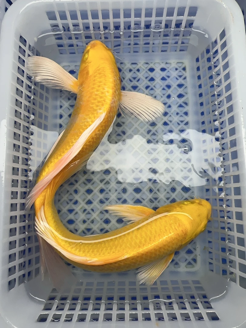 11【大黄金锦鲤2条】18-20公分冷水观赏鱼包邮包活