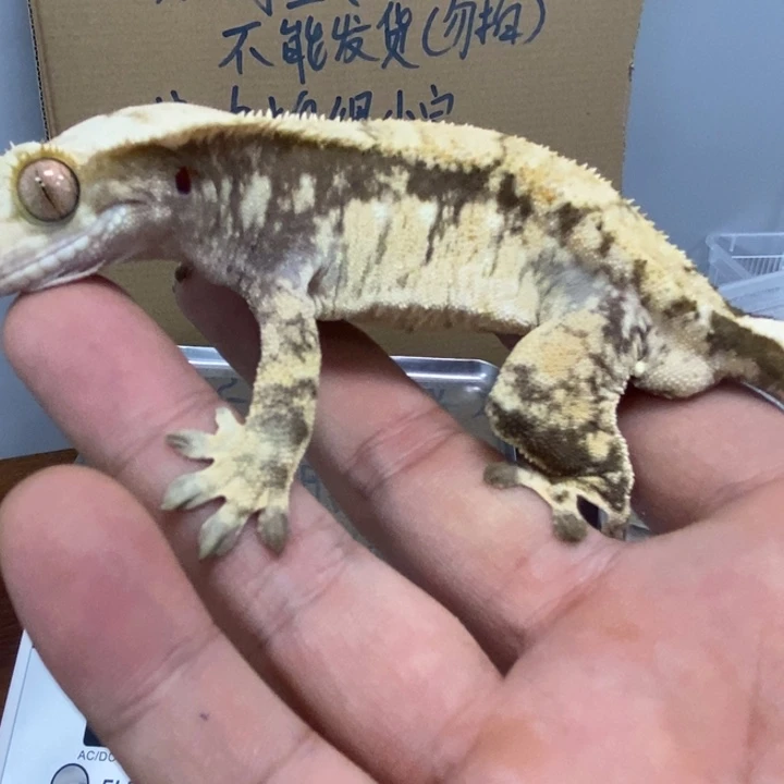 睫角守宫12.4二十