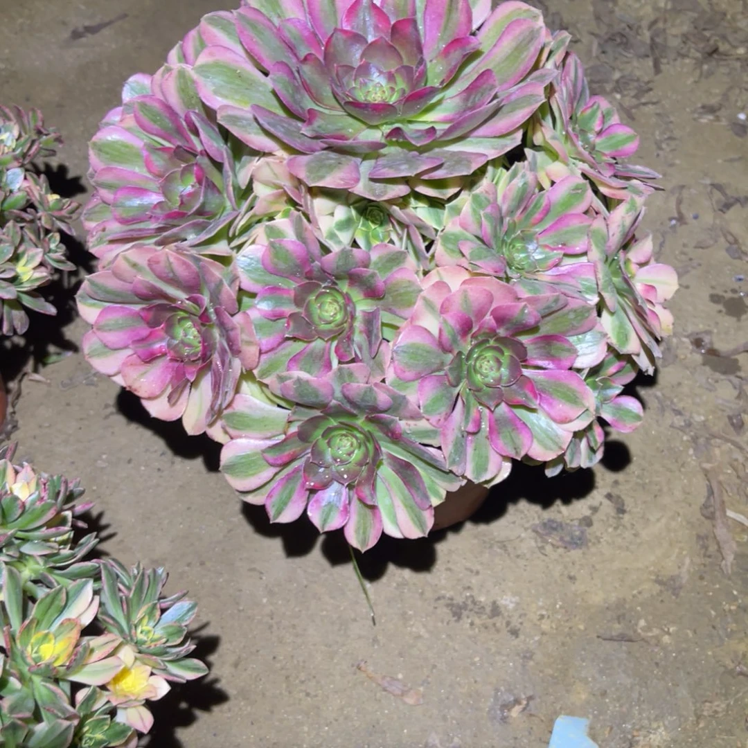 12-8-72雨荷法师锦