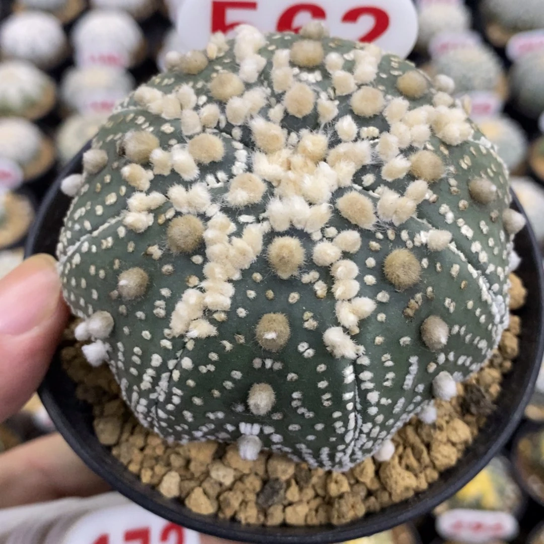 562海星顶绒花园兜