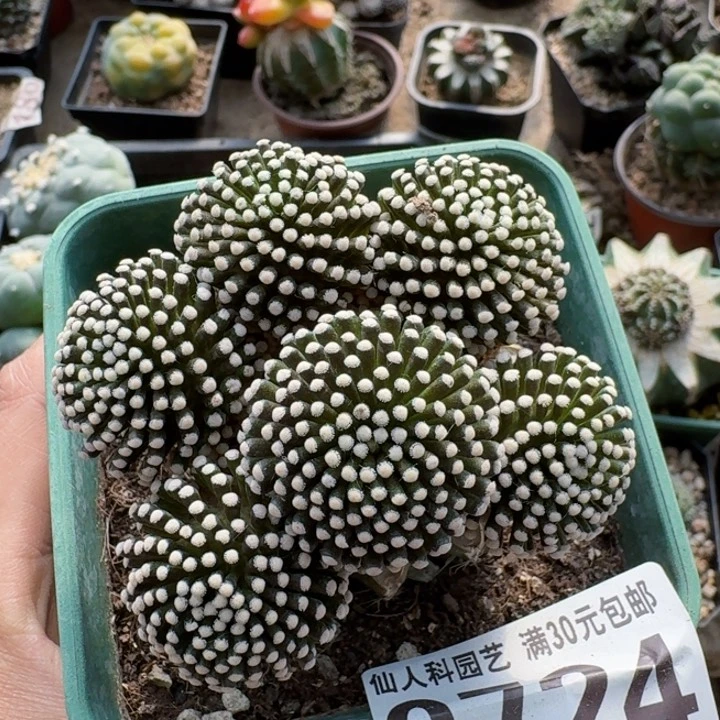 0724松针牡丹群仙人球