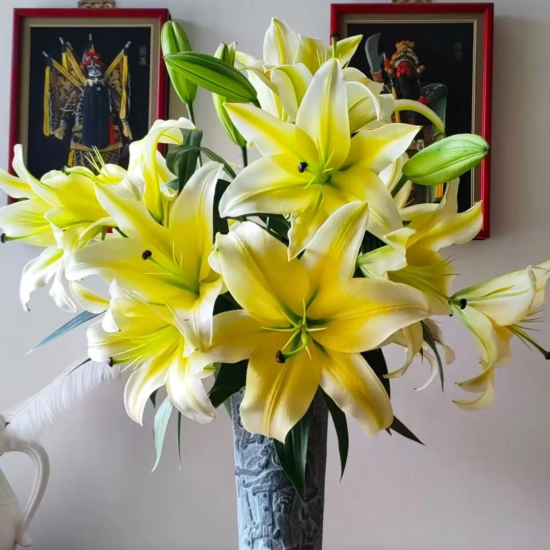 顺丰包邮云南直发香味浓郁水养黄天霸香水百合花鲜花切花批发
