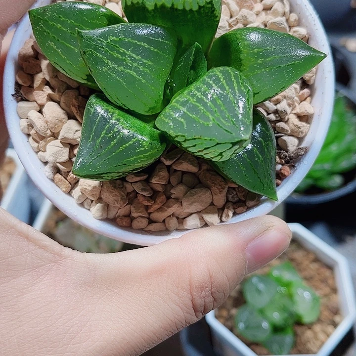 裹般若新手好养的