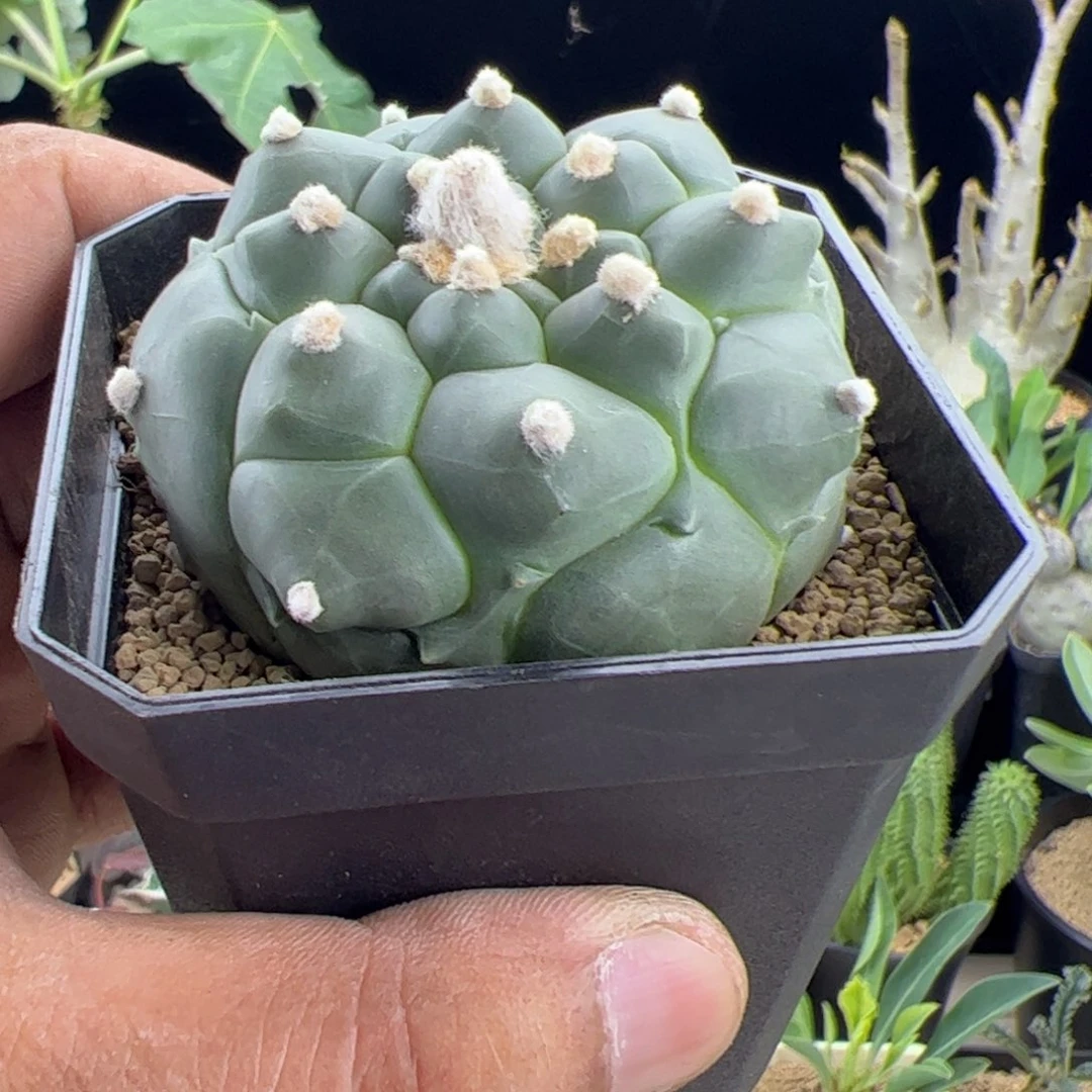 龟甲兜5.8一物一拍带盆发