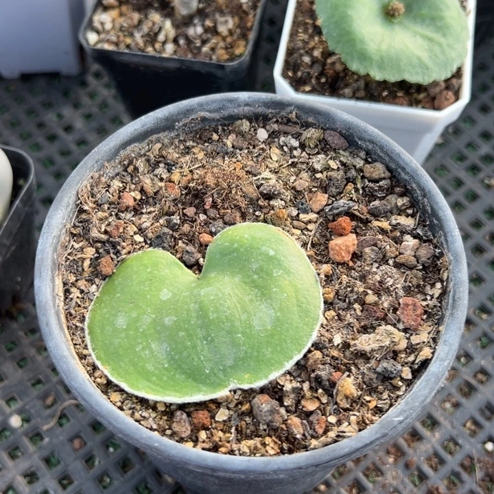 毛爱心，一物一拍带盆