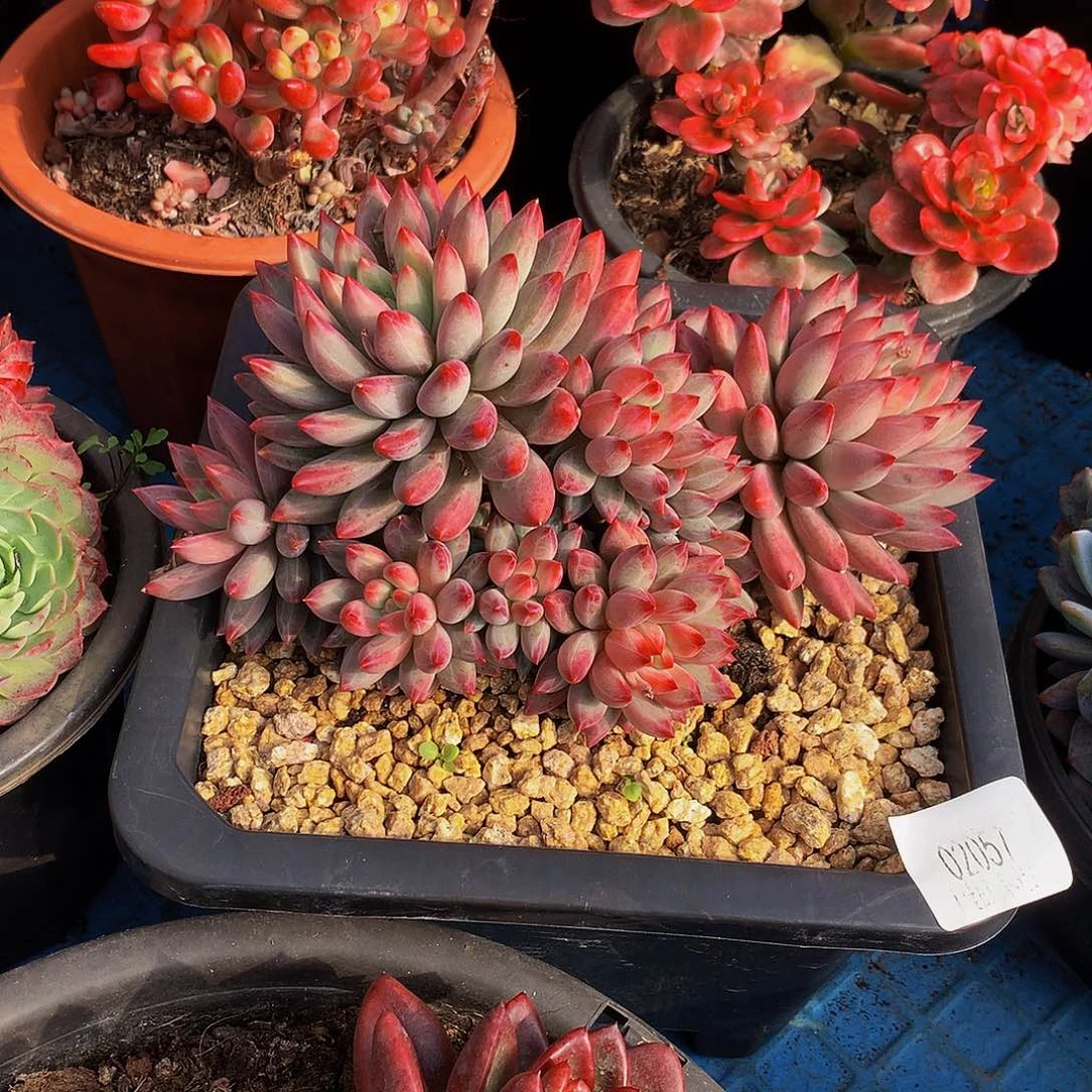 小***叶    车厘子多肉率02057