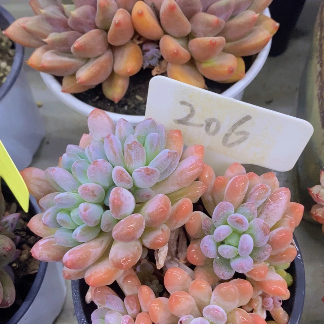 开心多肉，一物一拍，一单包邮，满5给1