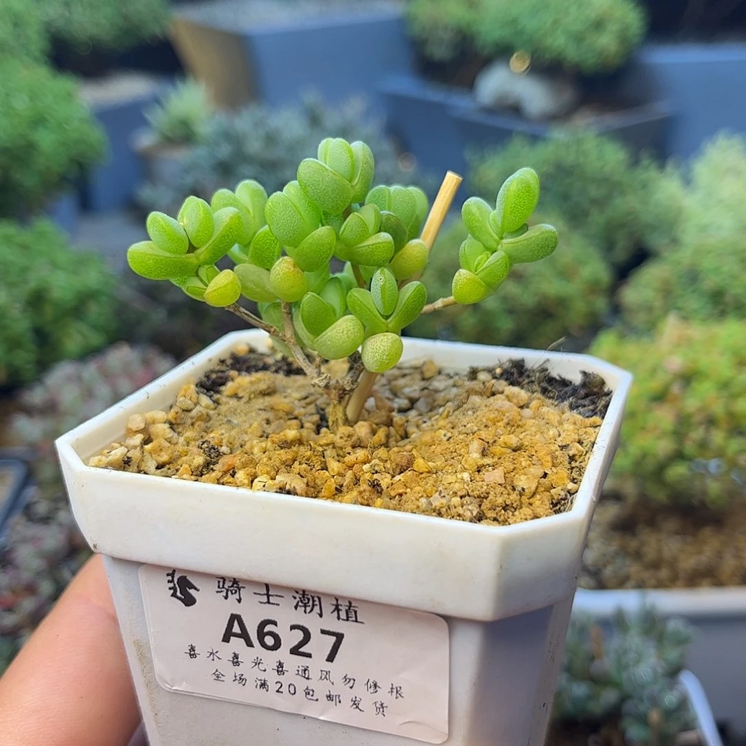 627元宝多肉植物植物