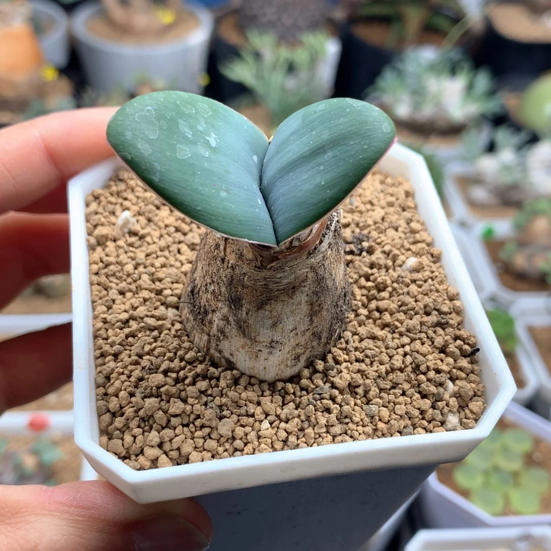 蕾丝灯台百合带盆多肉