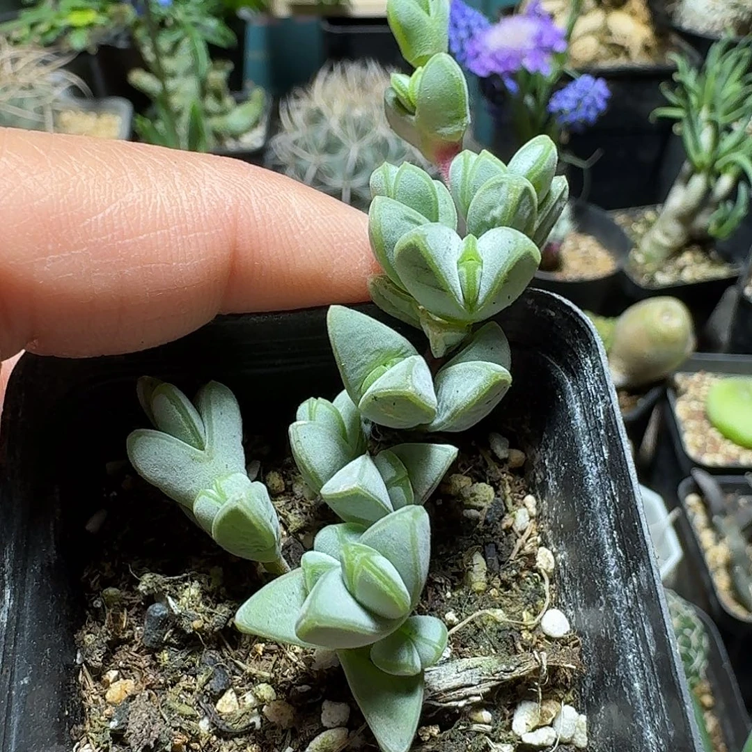 440碧玉莲脱土发货