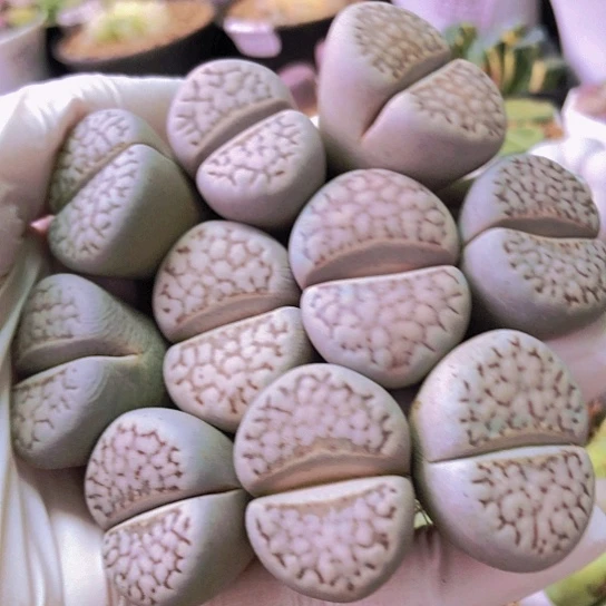 无花朵0686，2.7厘米左右