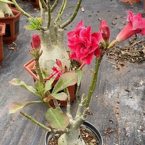 【闪购商品】@**&绿植