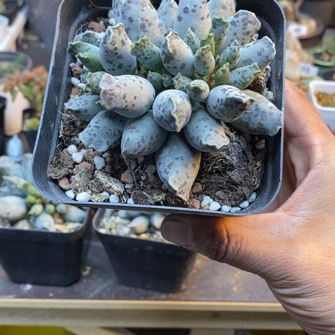 饱***吃紫海豹水泡一物一拍