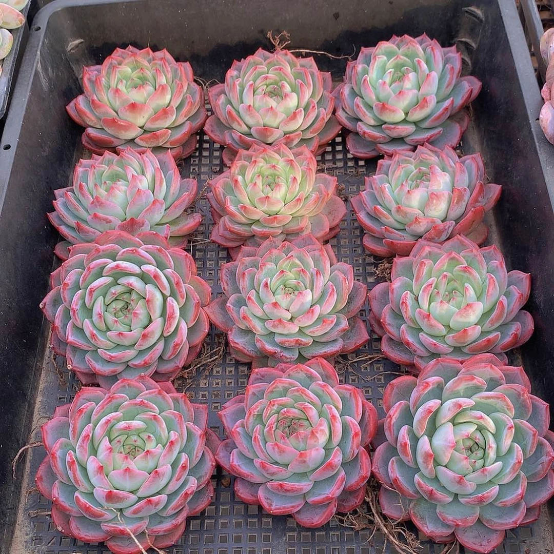 红鸾346789990000000