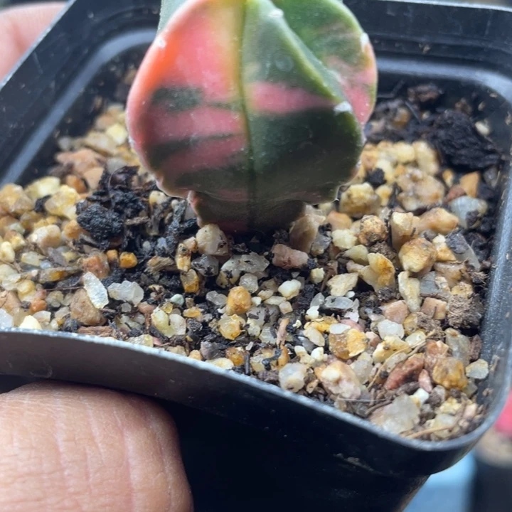 实生鸾凤玉锦福利