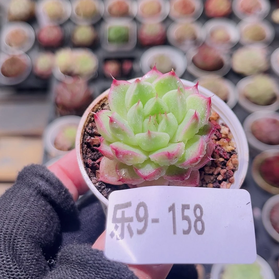 乐然9-158 新品单头