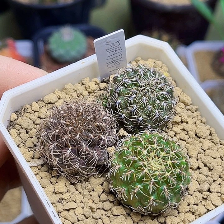 A****I沟宝山自根球一组一组