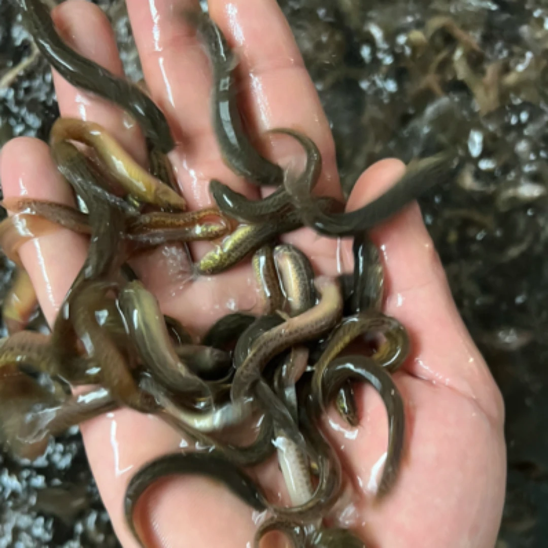 鲜活小小泥鳅1斤泥鳅同城配