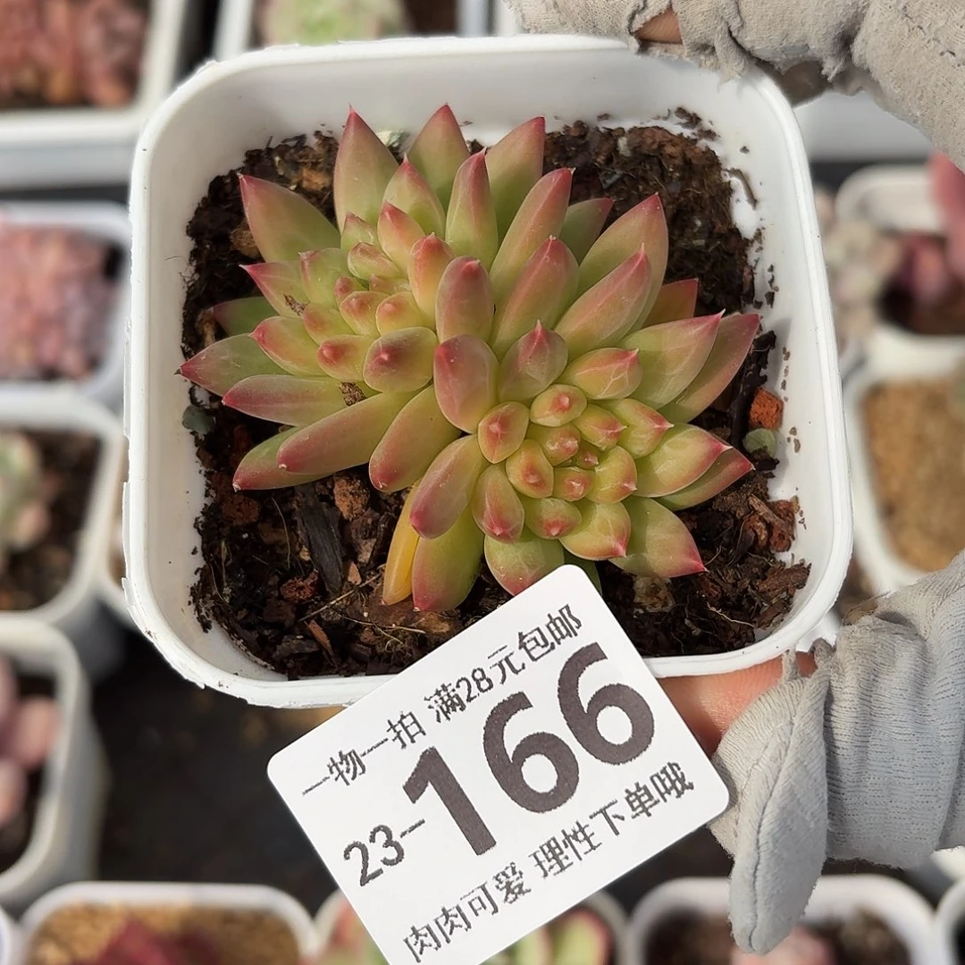 甲骨文无盆土发货无