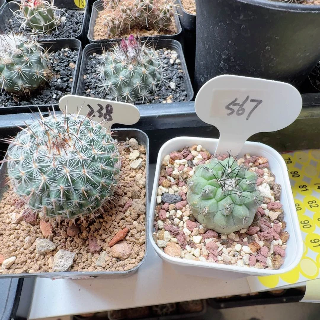 子*238实生白王567自根黑王