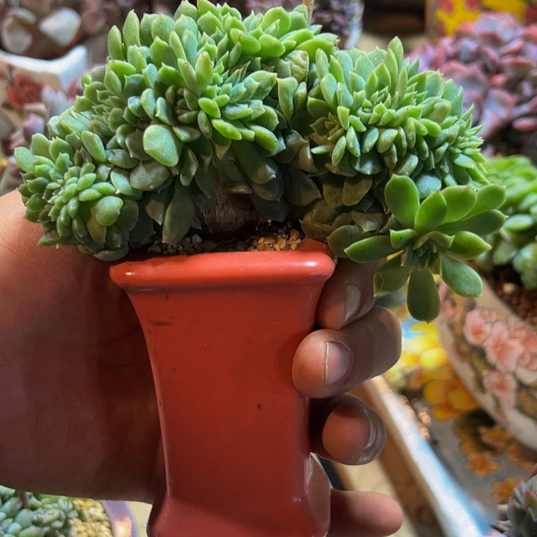 新年快乐 新年快乐