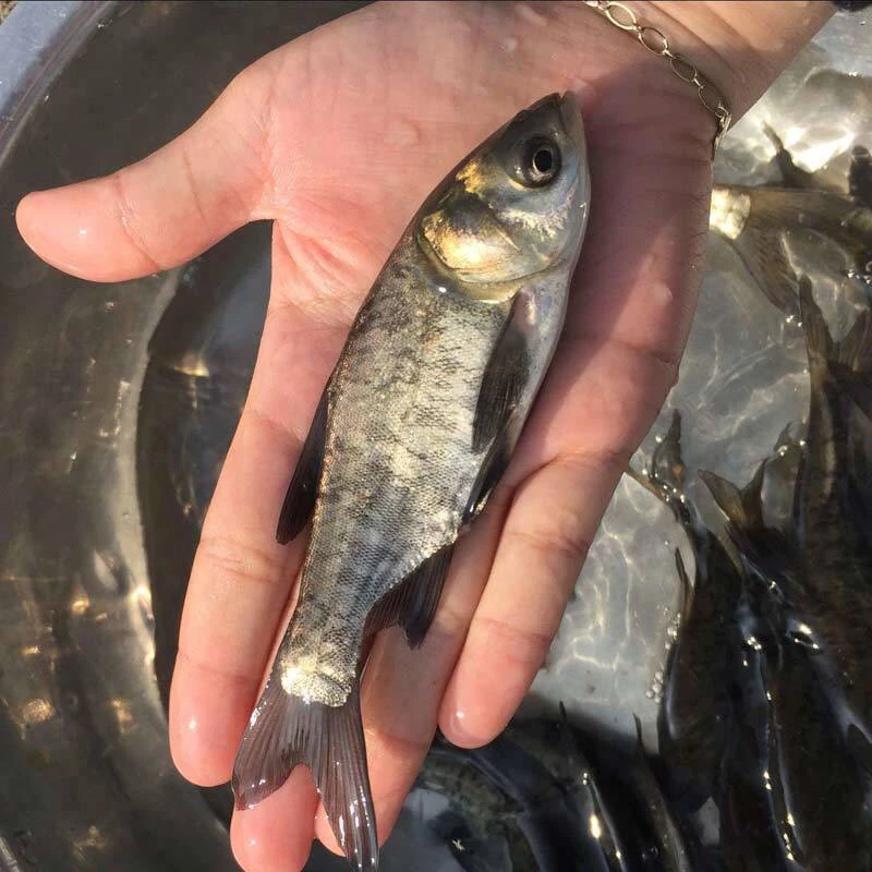 花鲢鱼胖头鱼冷水大头鱼大规格鳙鱼淡水批发观赏鱼包活