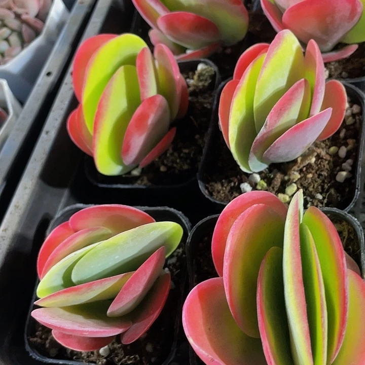 唐印2.8带盆土发