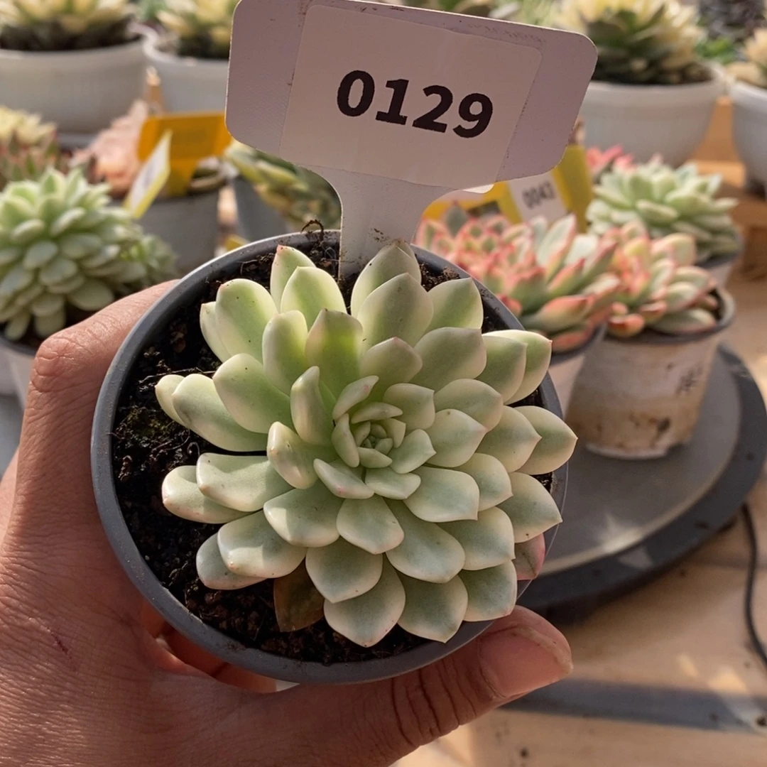 0129红宝石哈哈哈哈