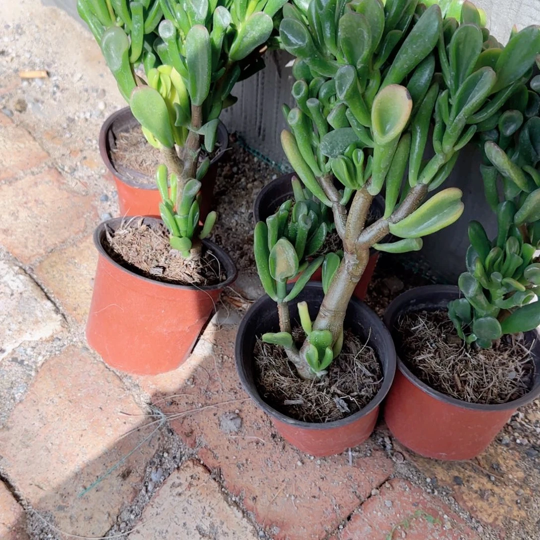 无花朵吸财树120特价